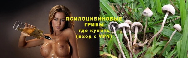 индика Новозыбков